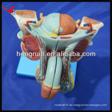 ISO Advanced Anatomical Modell der männlichen Genitalorgane